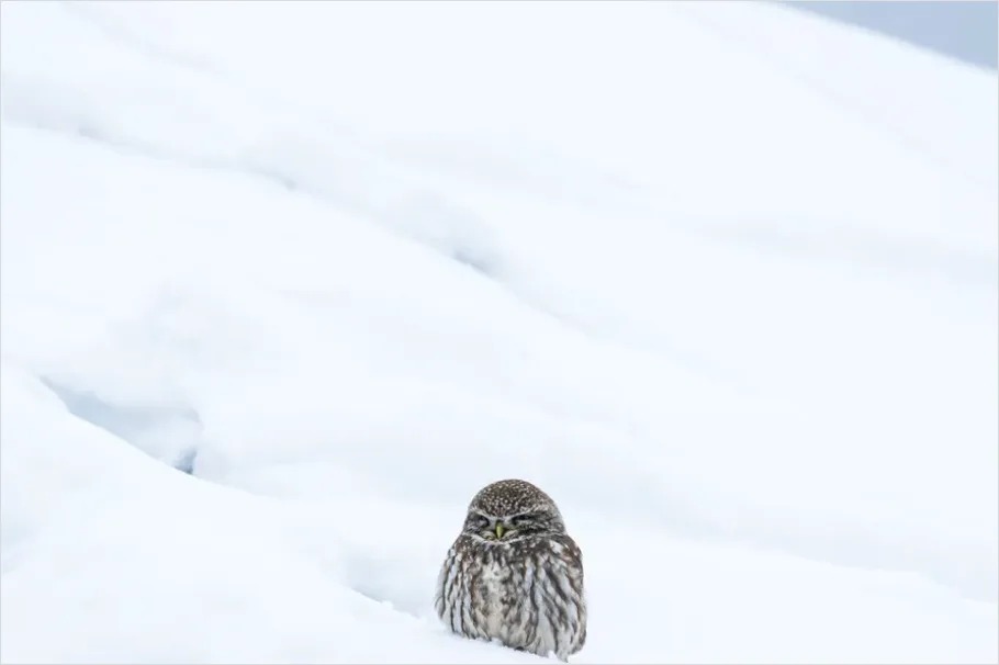 Detail Snowy Owl In Snow Number 8