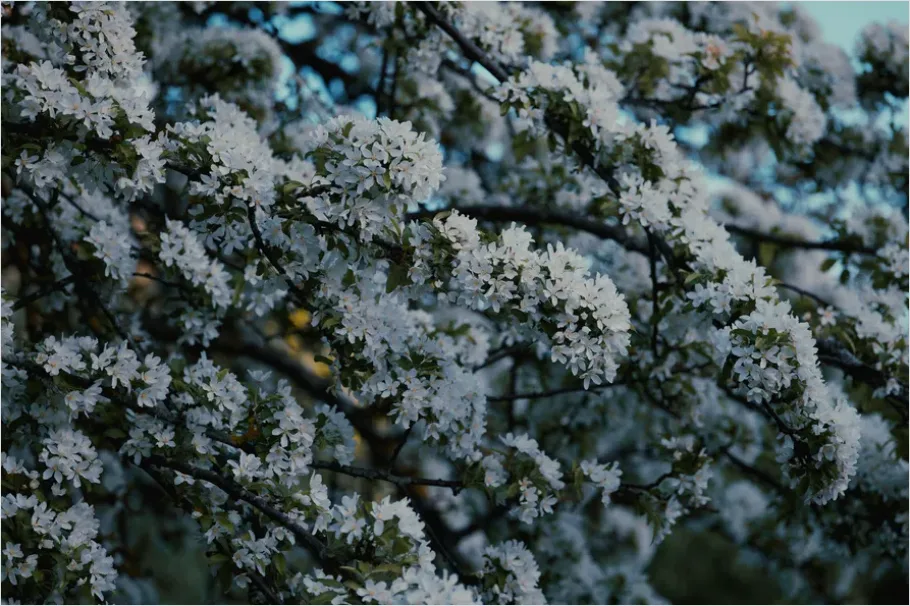Detail Spring Blossoms Landscape Photo Number 2