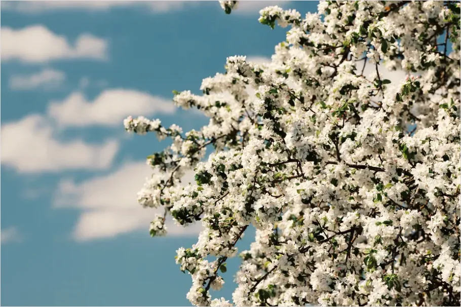 Detail Spring Blossoms Landscape Photo Number 3