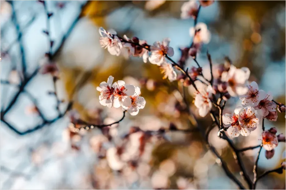 Detail Spring Blossoms Landscape Photo Number 4