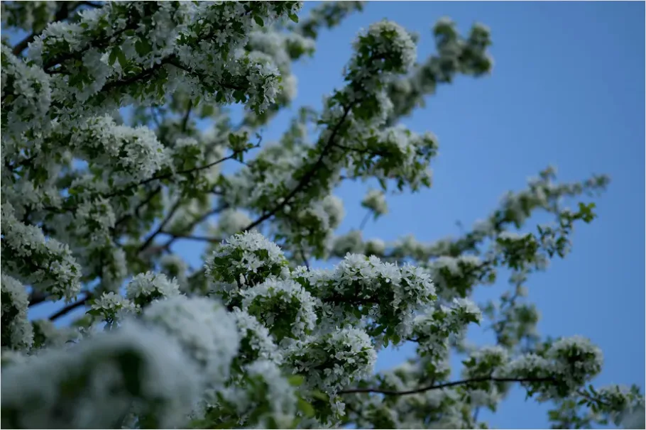 Detail Spring Blossoms Landscape Photo Number 5
