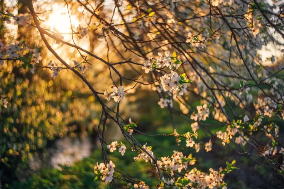 Detail Spring Blossoms Landscape Photo Number 6