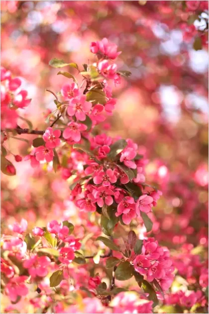 Detail Spring Blossoms Landscape Photo Number 7