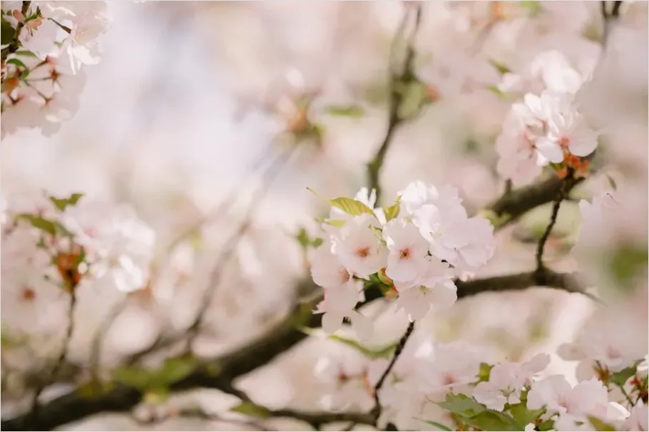 Detail Spring Blossoms Landscape Photo Number 8
