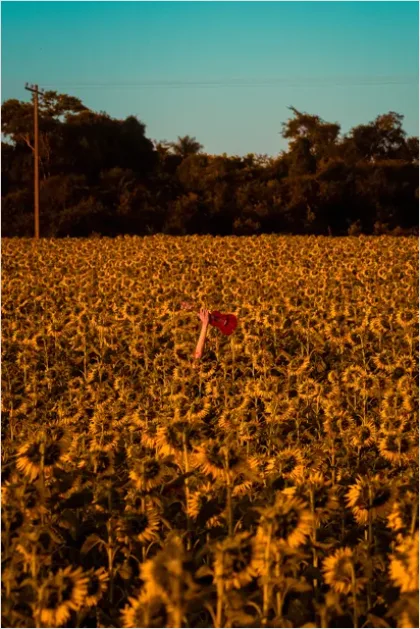 Detail Sunflower Field Golden Hour Photo Number 2