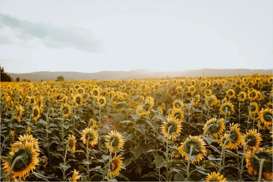 Detail Sunflower Field Golden Hour Photo Number 3