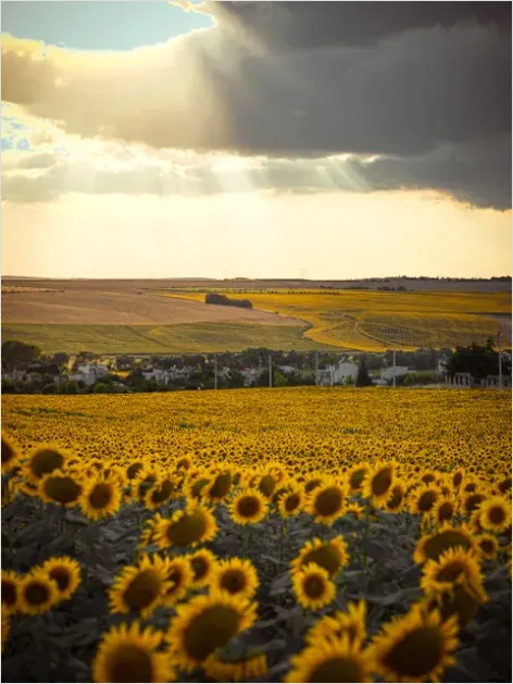 Detail Sunflower Field Golden Hour Photo Number 4