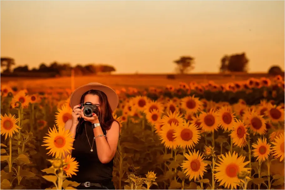 Detail Sunflower Field Golden Hour Photo Number 5