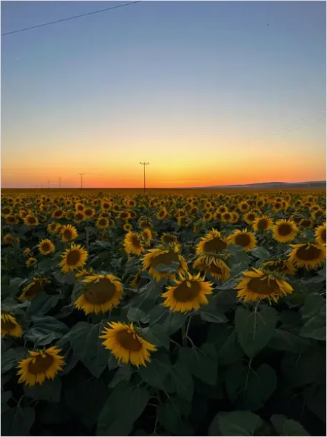 Detail Sunflower Field Golden Hour Photo Number 6