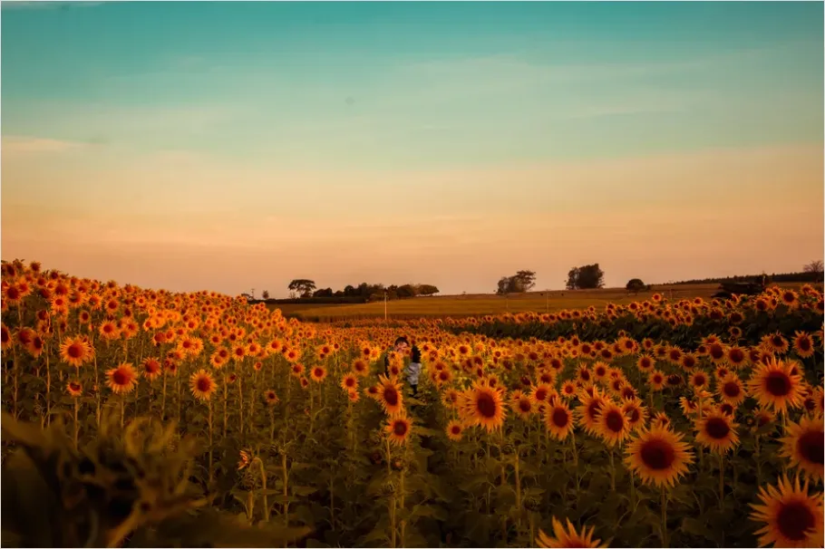 Detail Sunflower Field Golden Hour Photo Number 7