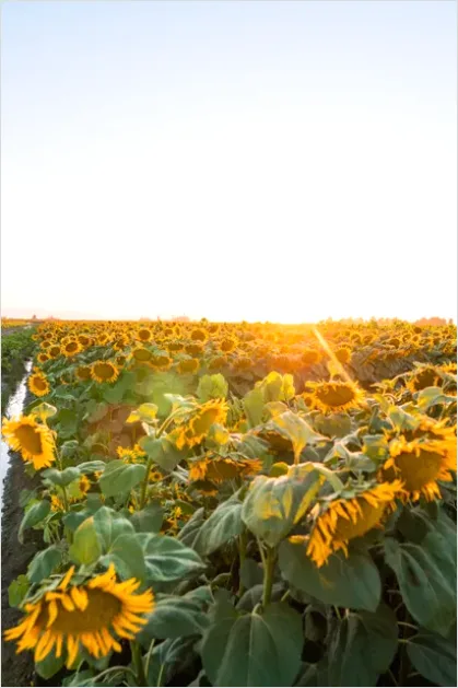 Detail Sunflower Field Golden Hour Photo Number 8