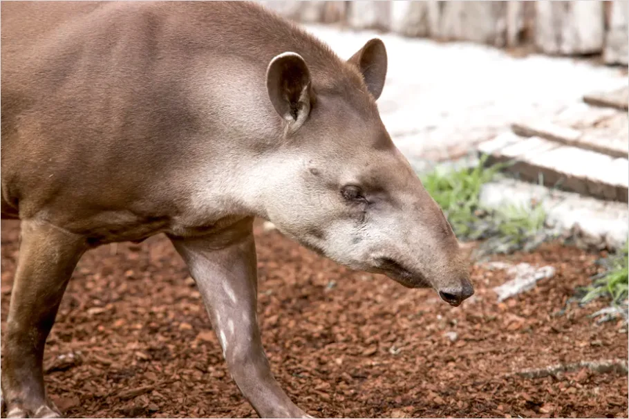 Tapir Rainforest Photo 665d