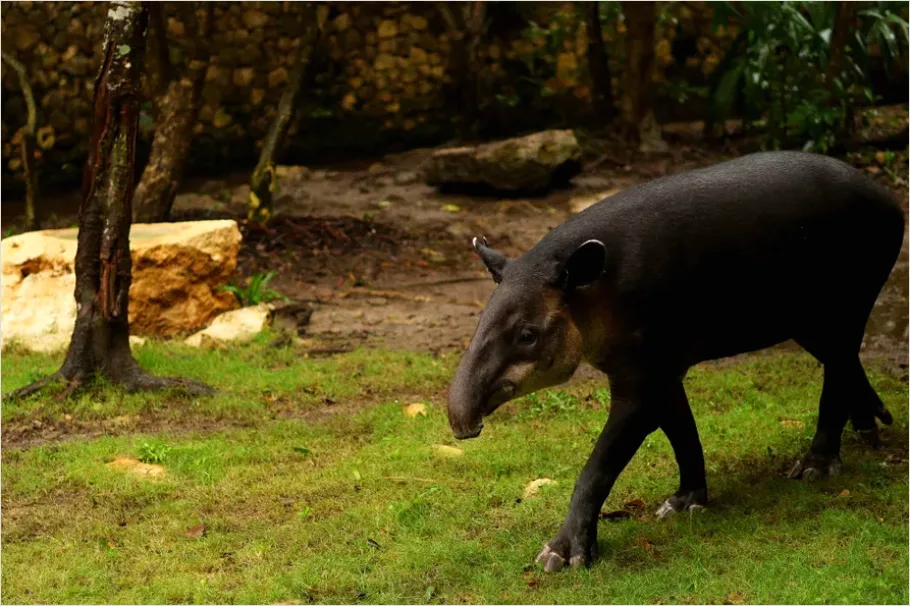 Detail Tapir Rainforest Photo Number 2