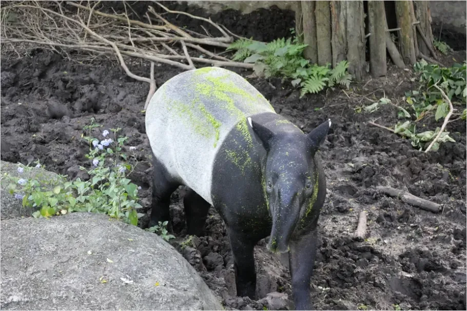 Detail Tapir Rainforest Photo Number 3