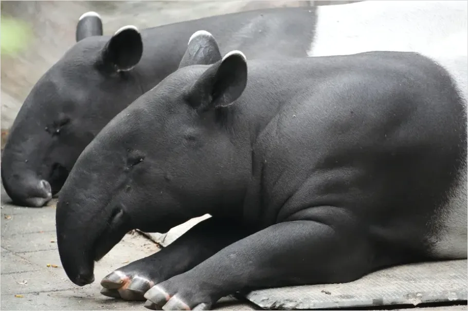 Detail Tapir Rainforest Photo Number 4