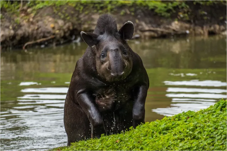 Detail Tapir Rainforest Photo Number 5