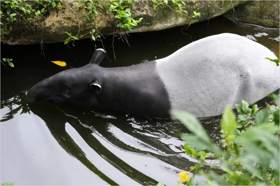 Detail Tapir Rainforest Photo Number 6