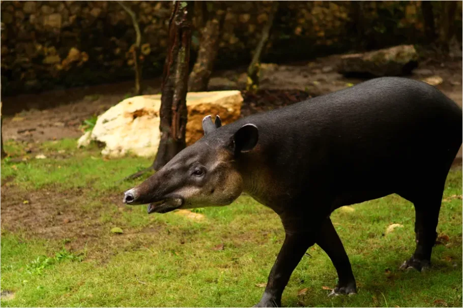 Detail Tapir Rainforest Photo Number 8