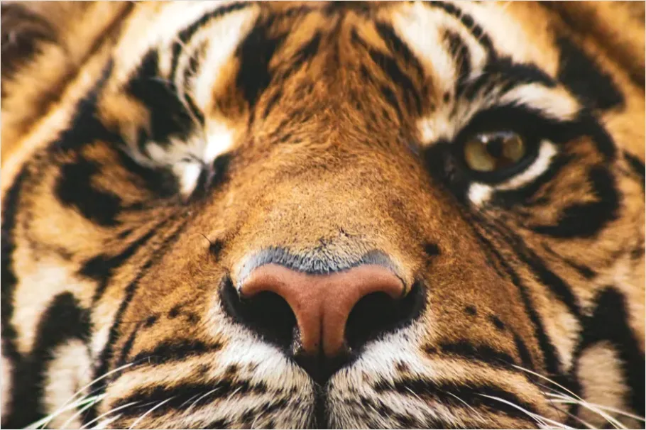 Detail Tiger Face Close Up Number 6