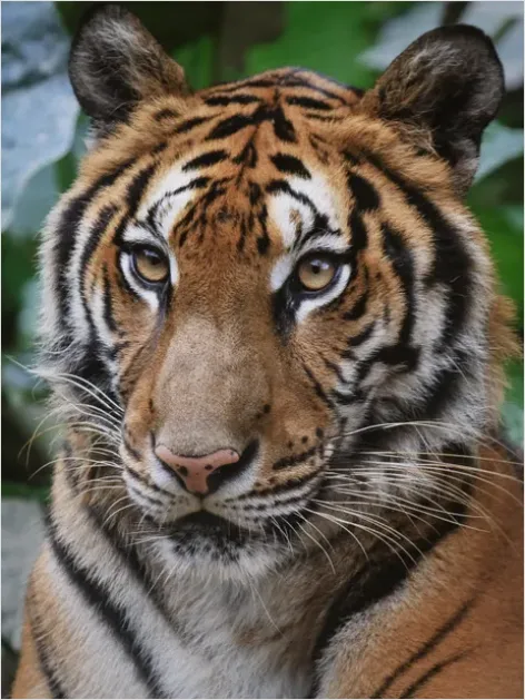 Detail Tiger Face Close Up Number 8