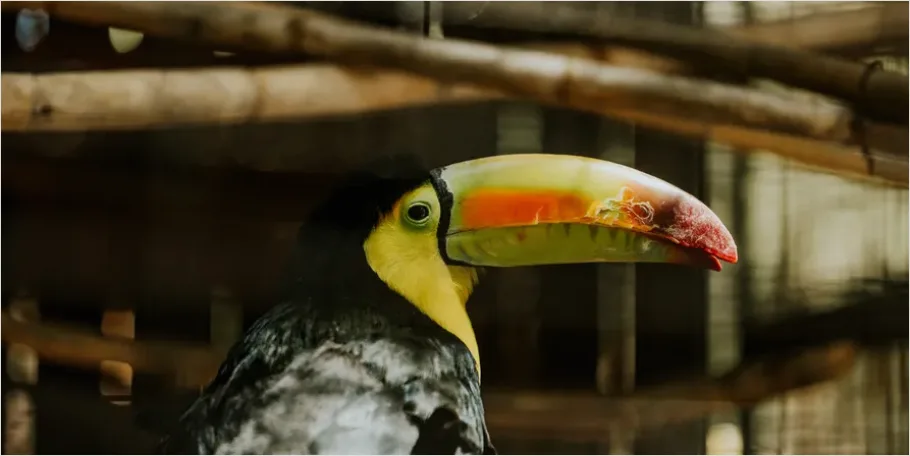 Toucan Bird Rainforest Photo Bebb
