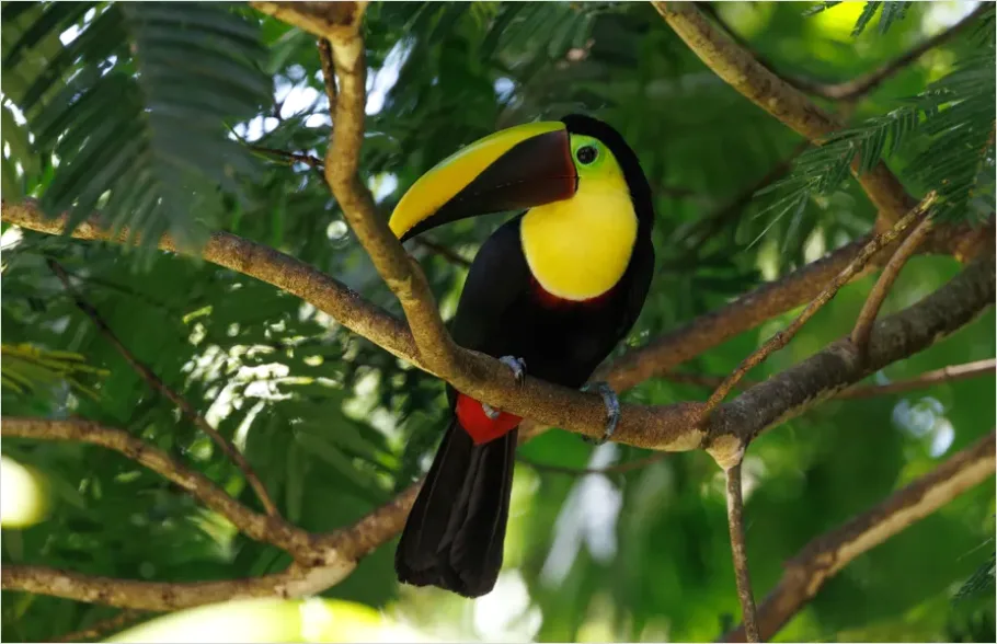 Detail Toucan Bird Rainforest Photo Number 2