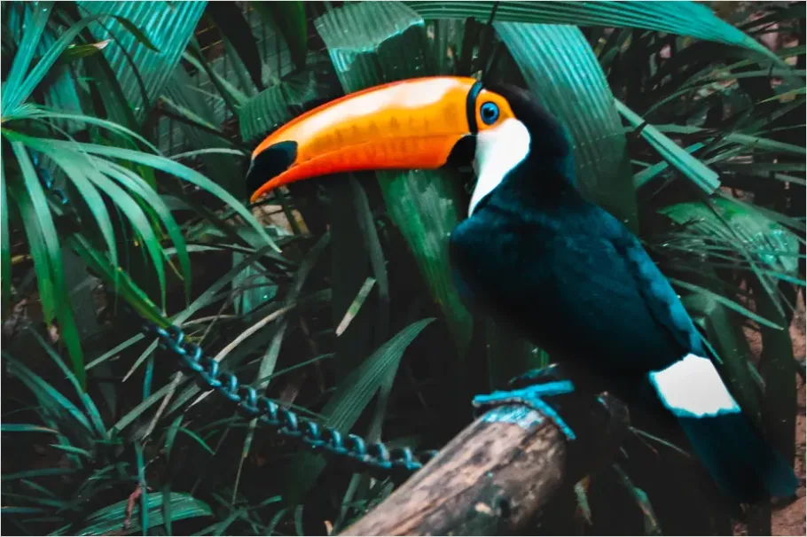 Detail Toucan Bird Rainforest Photo Number 3