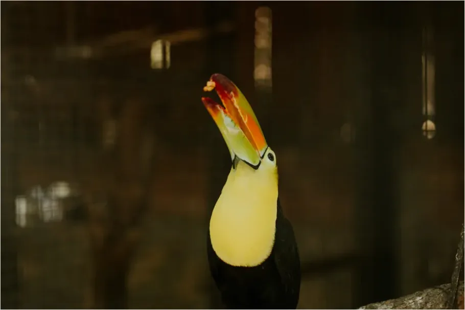 Detail Toucan Bird Rainforest Photo Number 4