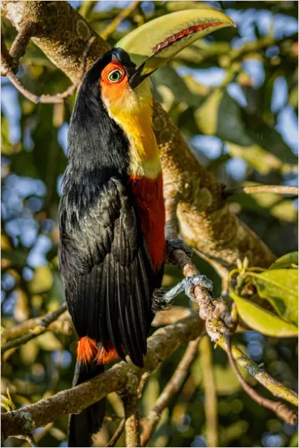 Detail Toucan Bird Rainforest Photo Number 5
