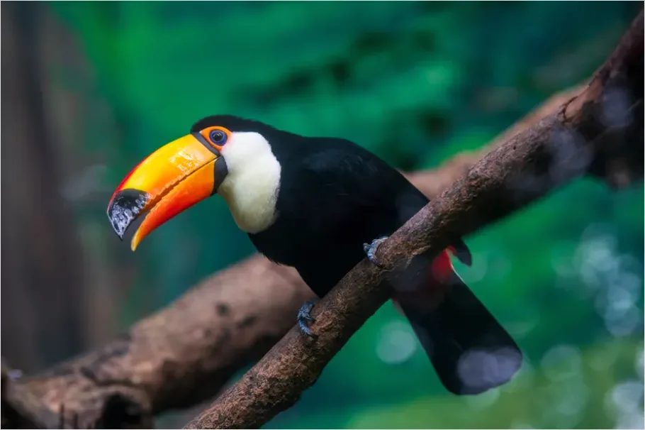 Detail Toucan Bird Rainforest Photo Number 6