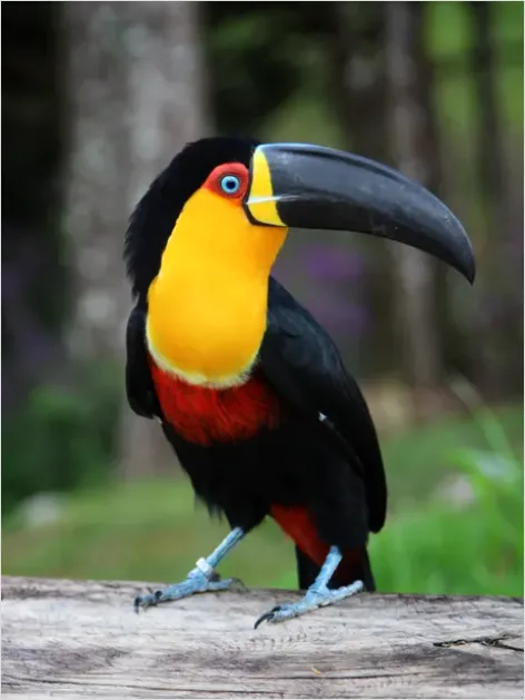 Detail Toucan Bird Rainforest Photo Number 7