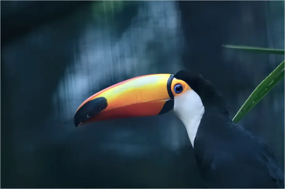 Detail Toucan Bird Rainforest Photo Number 8