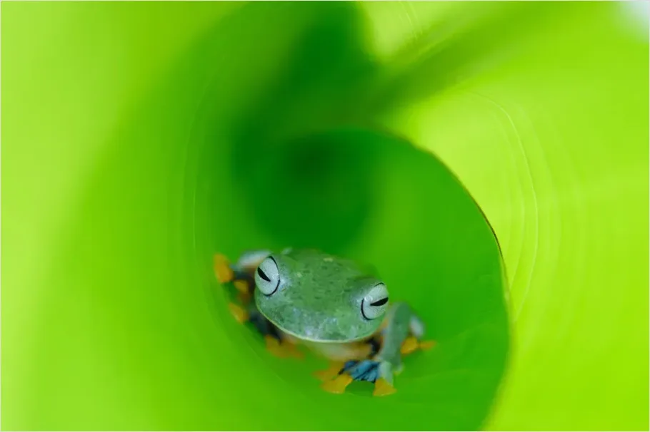 Detail Tree Frog Rainforest Macro Number 2
