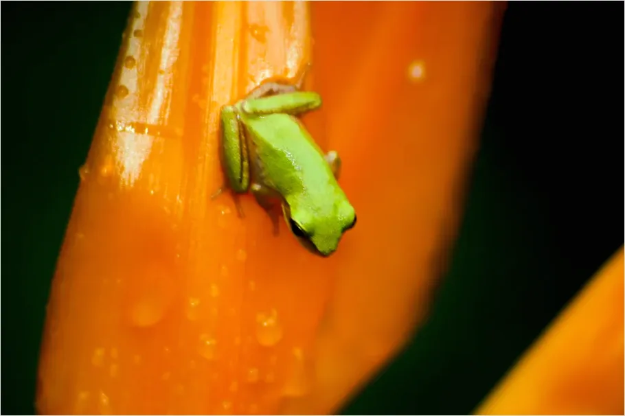Detail Tree Frog Rainforest Macro Number 3