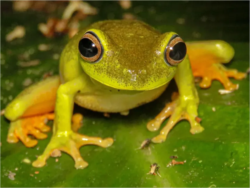 Detail Tree Frog Rainforest Macro Number 4