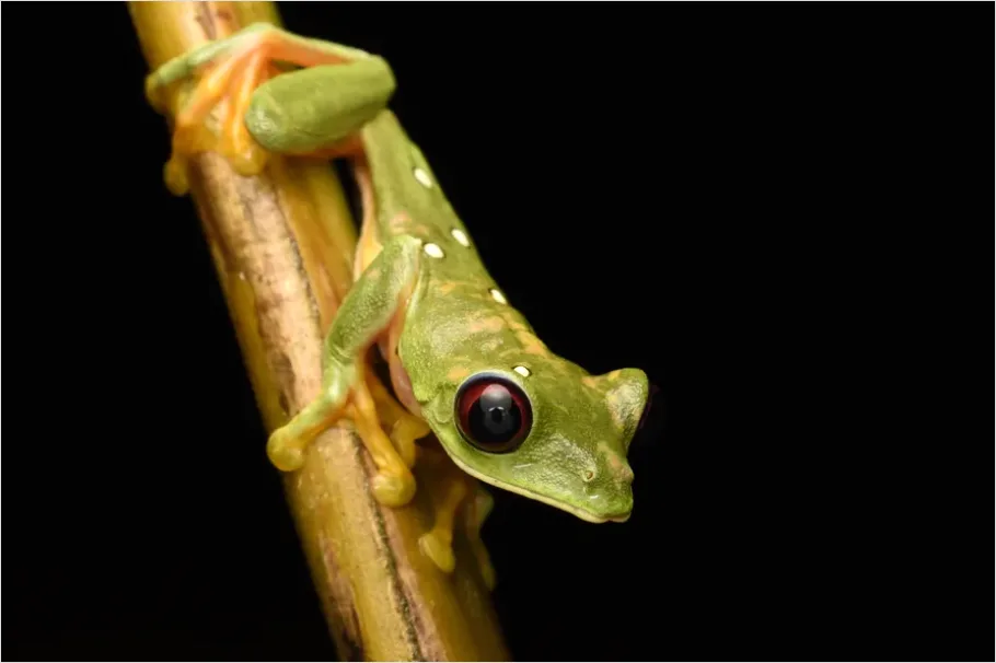 Detail Tree Frog Rainforest Macro Number 5
