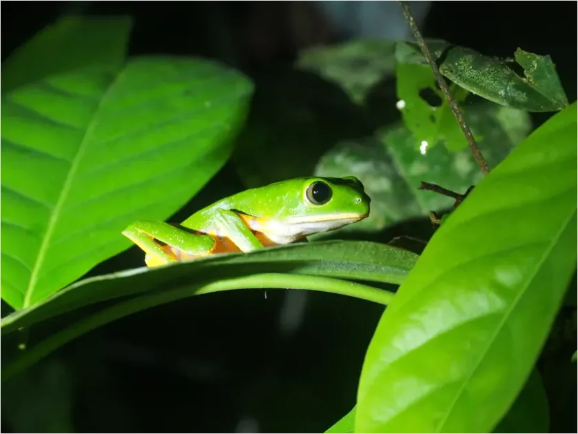 Detail Tree Frog Rainforest Macro Number 6