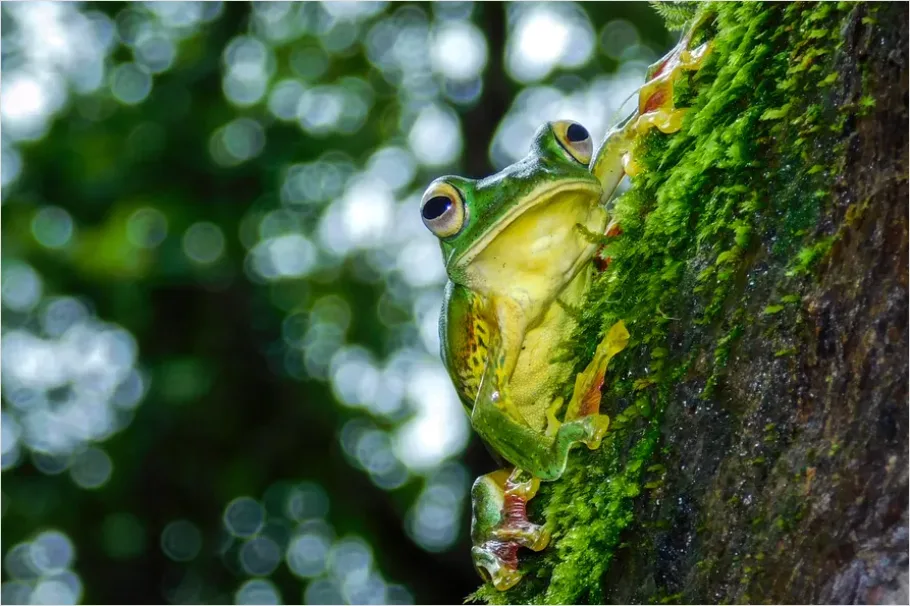 Detail Tree Frog Rainforest Macro Number 7