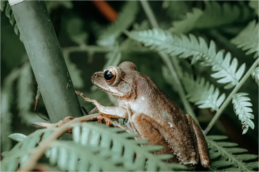 Detail Tree Frog Rainforest Macro Number 8