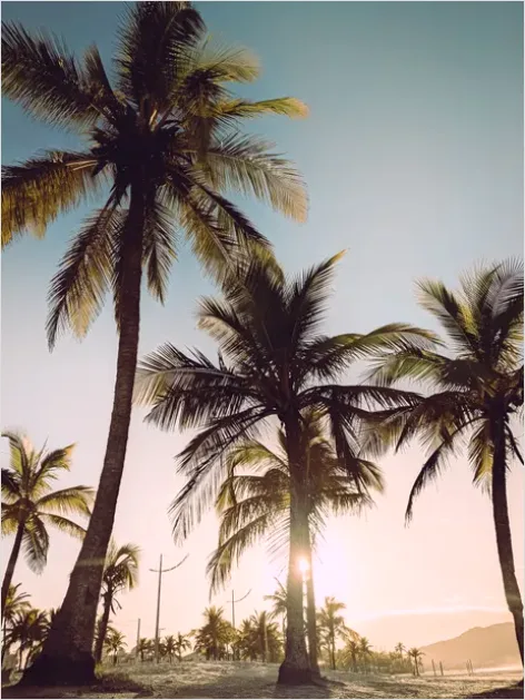 Tropical Beach Palm Trees Sunrise 178f