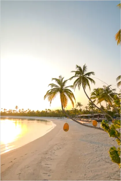 Detail Tropical Beach Palm Trees Sunrise Number 2