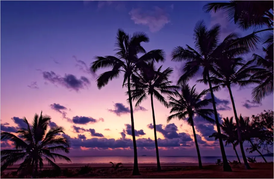 Detail Tropical Beach Palm Trees Sunrise Number 3
