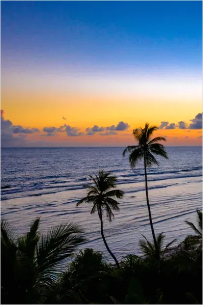 Detail Tropical Beach Palm Trees Sunrise Number 4