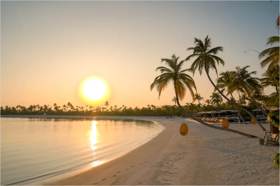 Detail Tropical Beach Palm Trees Sunrise Number 5