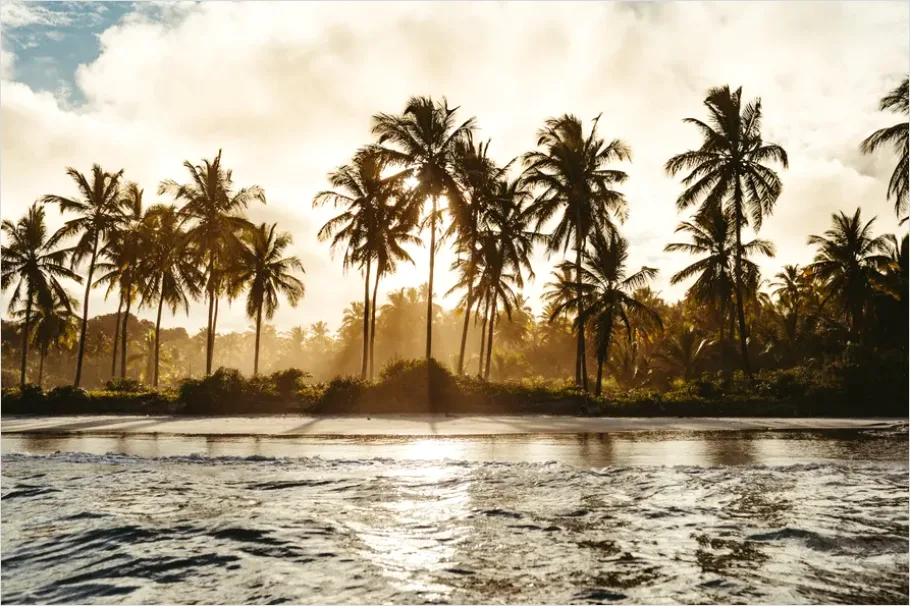 Detail Tropical Beach Palm Trees Sunrise Number 6