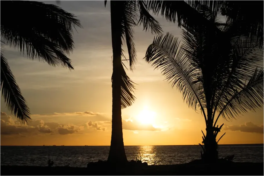 Detail Tropical Beach Palm Trees Sunrise Number 7