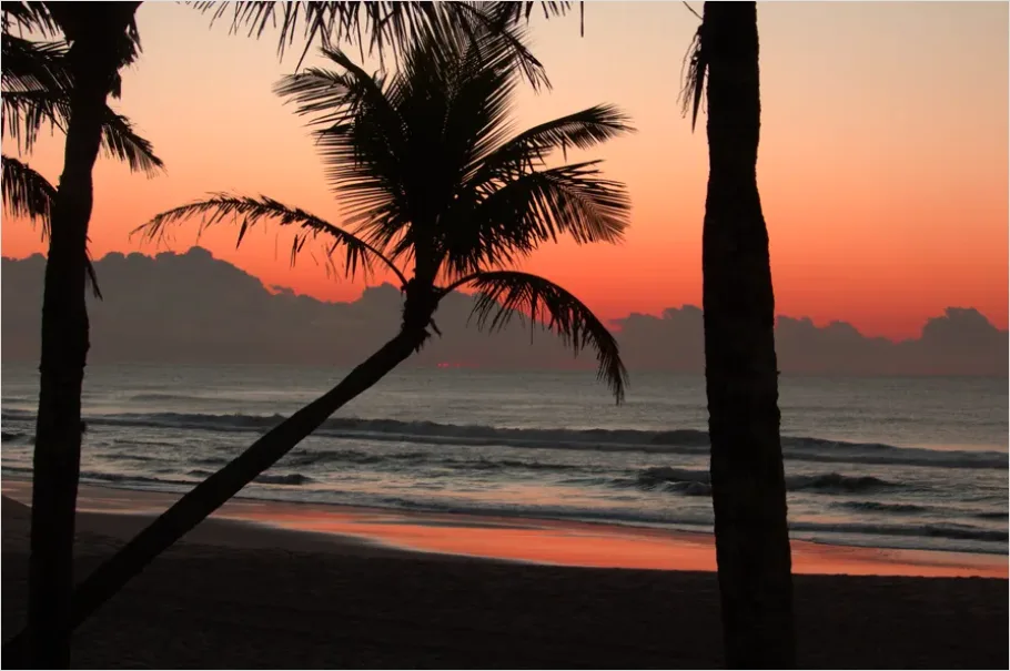 Detail Tropical Beach Palm Trees Sunrise Number 8