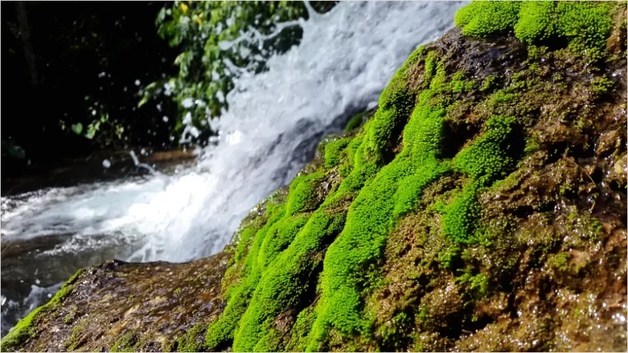 Detail Waterfall Mossy Rocks Close Up Number 2