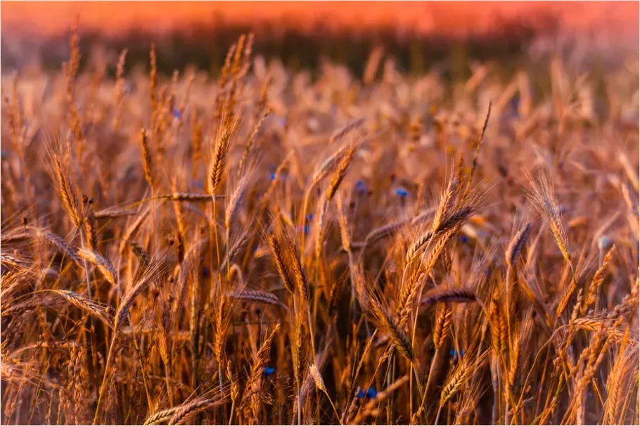 Detail Wheat Field Sunset Photo Number 2