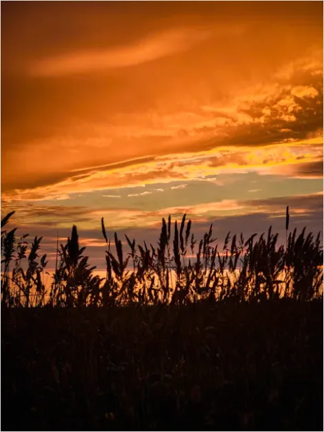 Detail Wheat Field Sunset Photo Number 3